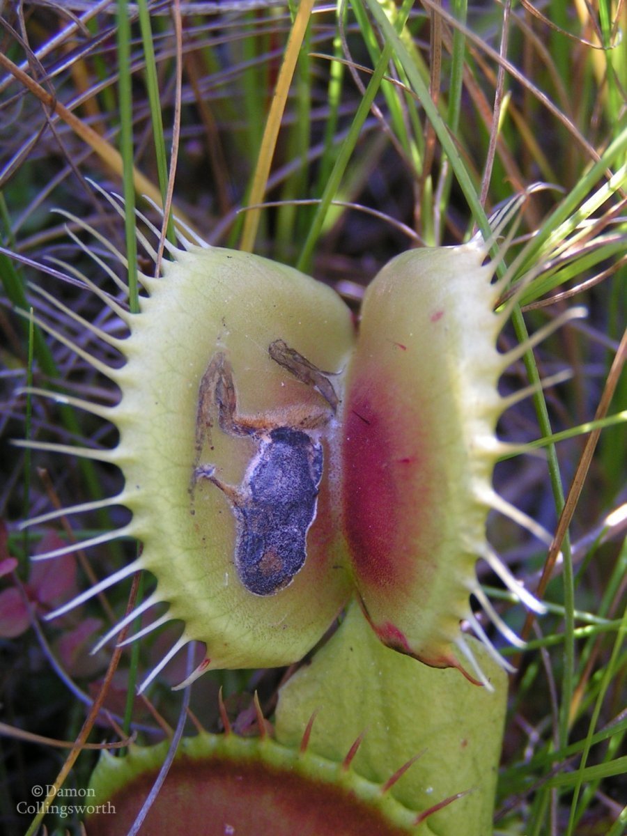 Венерина мухоловка