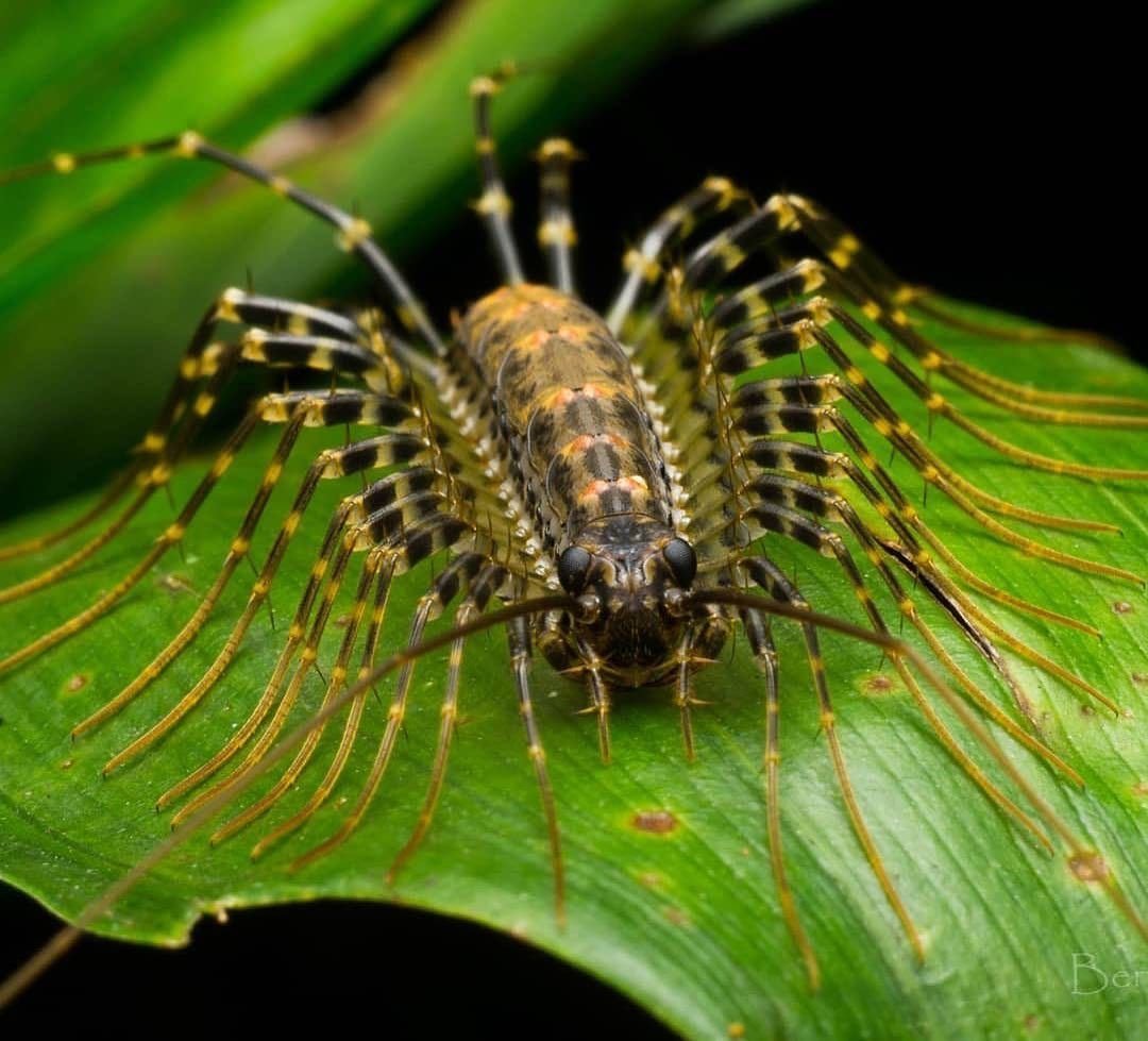 Сороконожка мухоловка обыкновенная