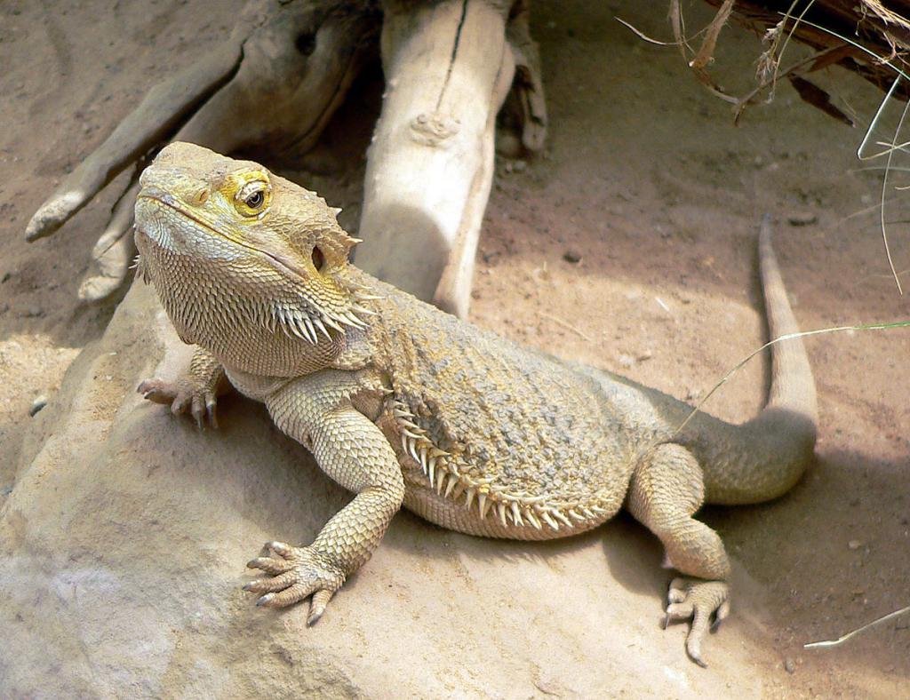 Бородатая агама pogona vitticeps