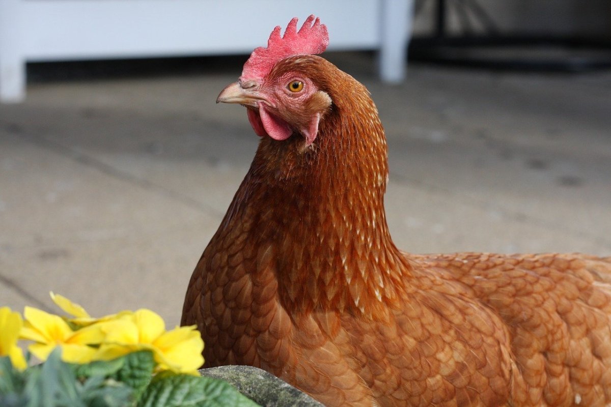Рыжие куры