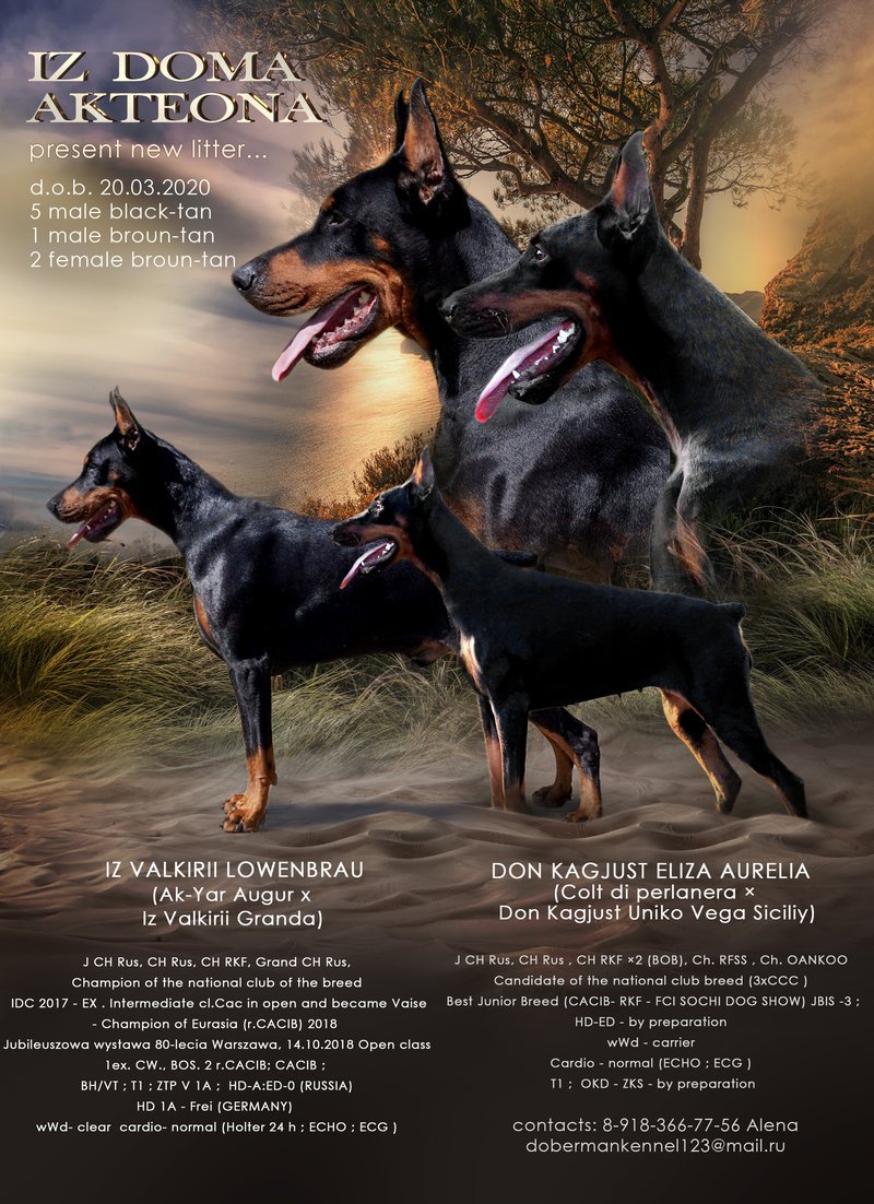 Доберман РКФ