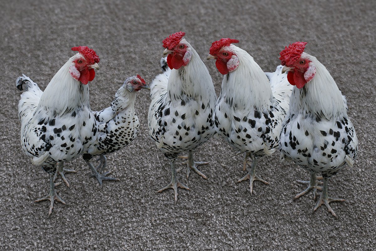 Куры несушки коралл ник