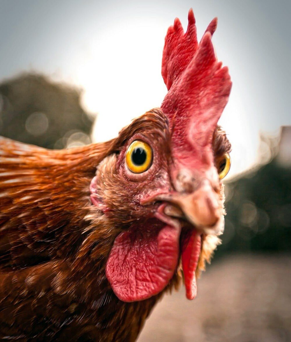 Феникс (порода кур)