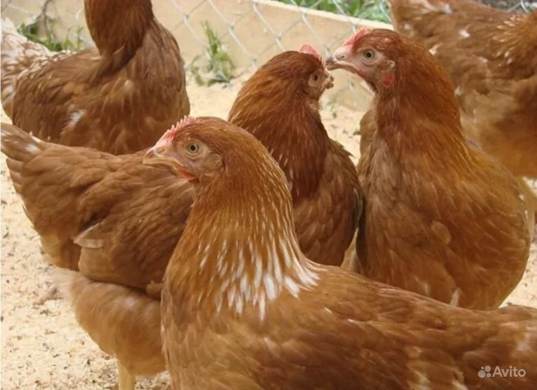 Кросс Хайсекс Браун