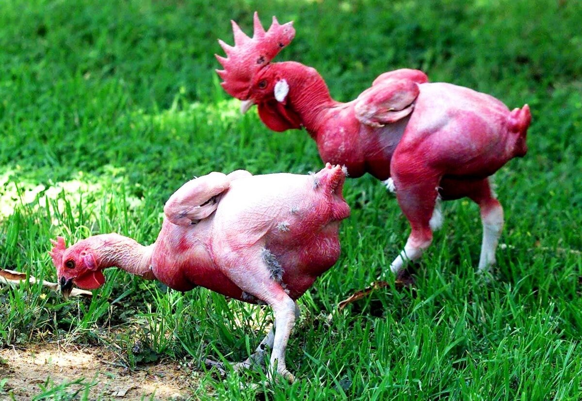 Лысые израильские куры