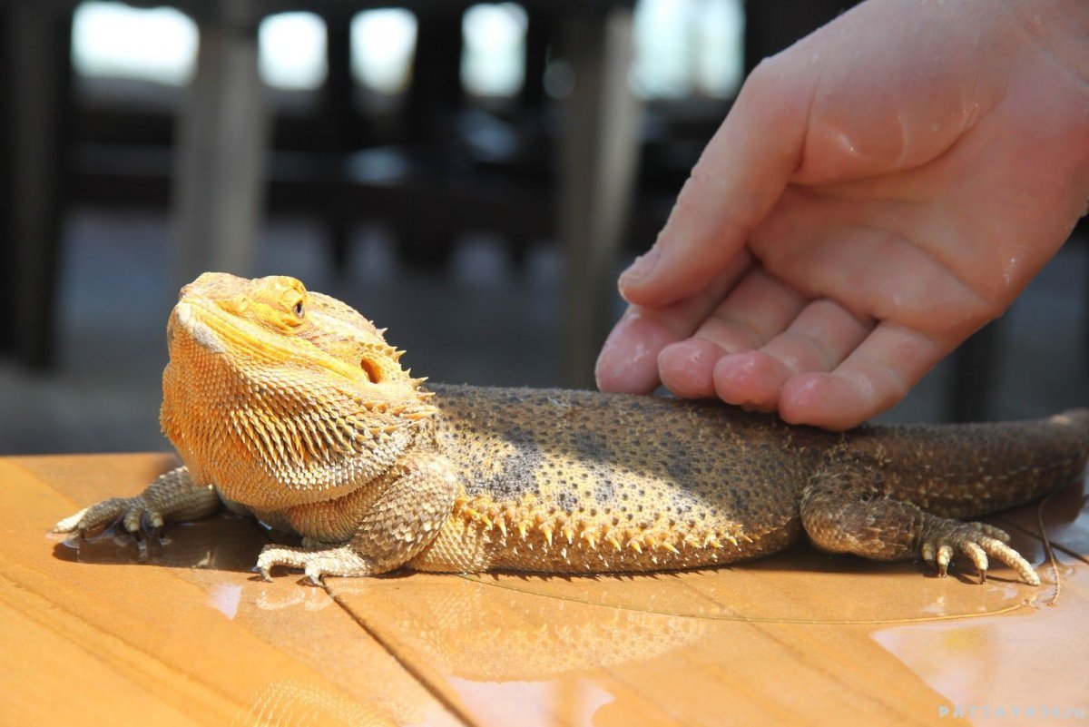 Ферма крокодилов в Тайланде