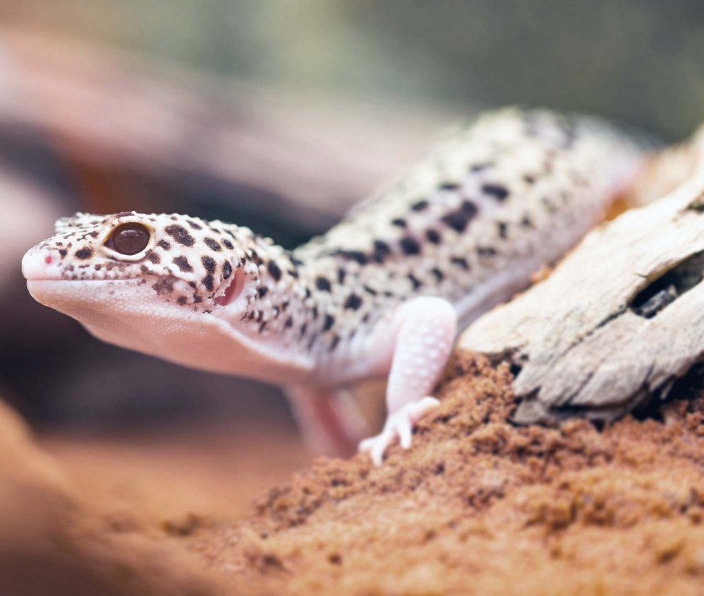 Podarcis pityusensis