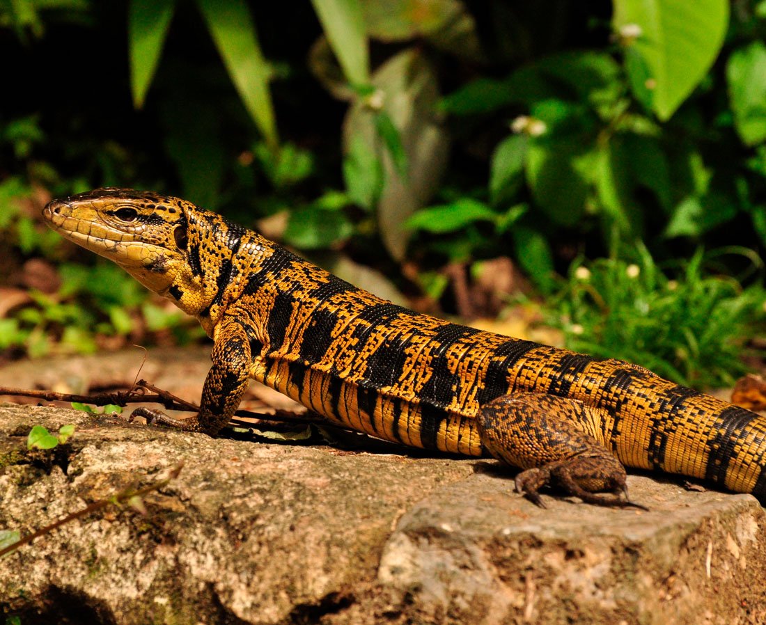 Ящерицы на Мальдивах