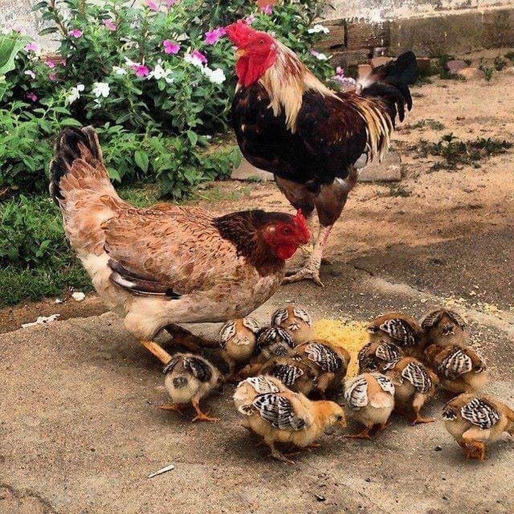 Курица с цыплятами