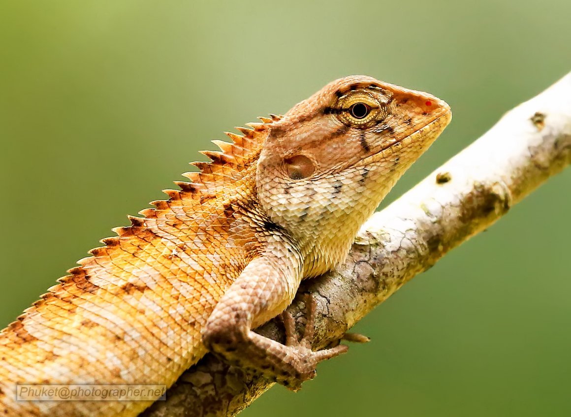 Никон ящерица