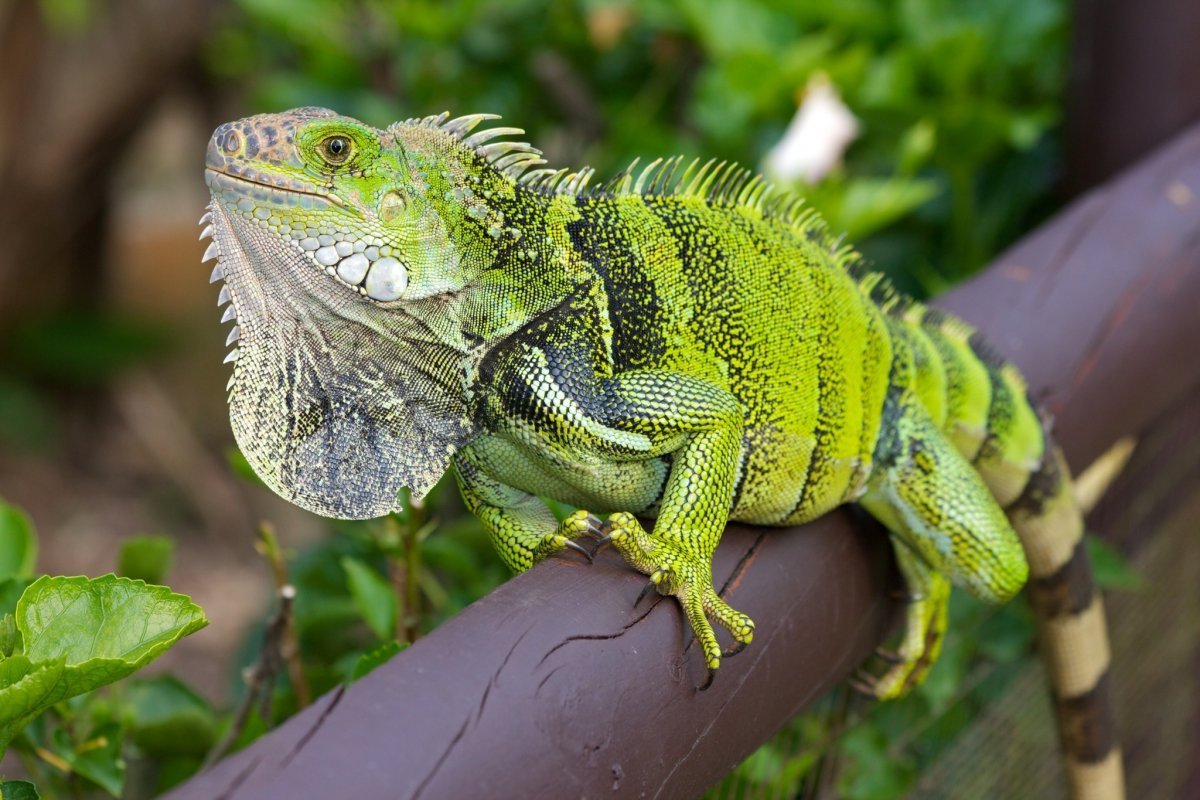 Заставка на рабочий стол ящерица