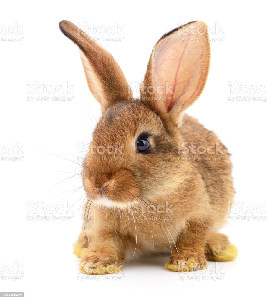 Фото кролик на коричневом фоне