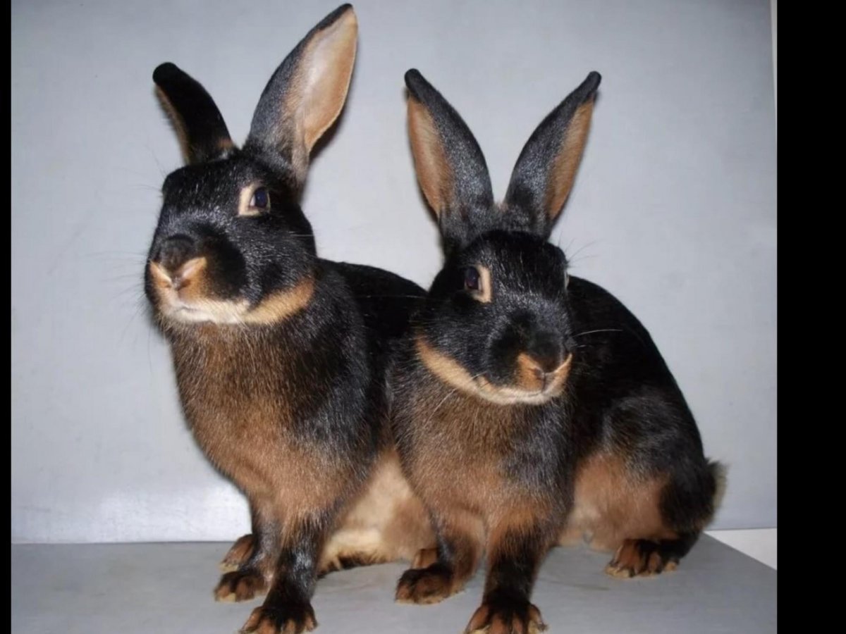 Кролик рекс Кастор