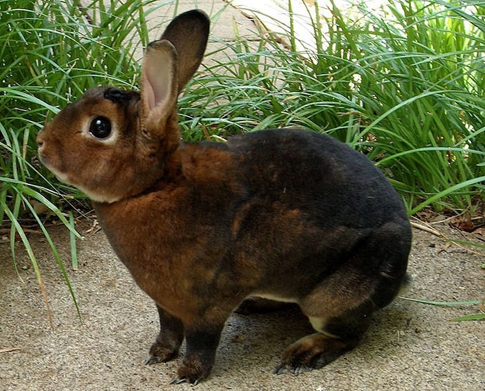 Мини рекс кролик