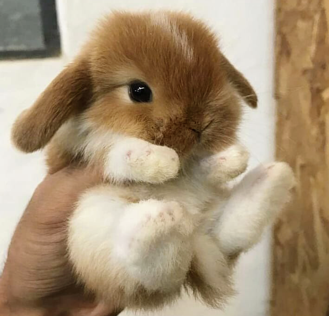 Маленькие кролики