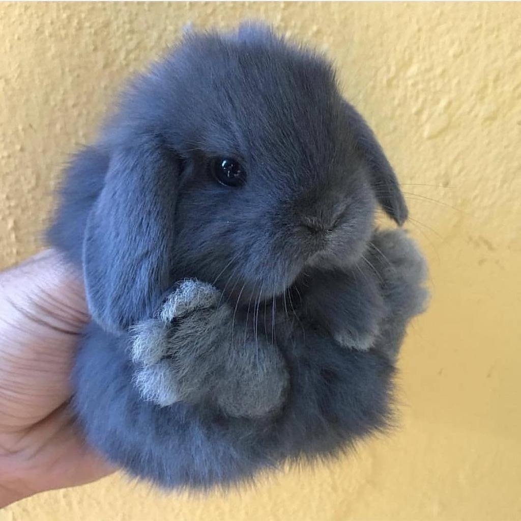 Карликовый кролик Пигмей