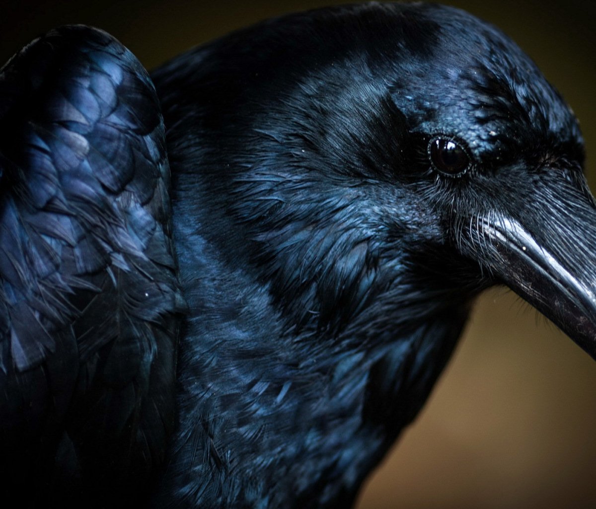 Ворон Хугин