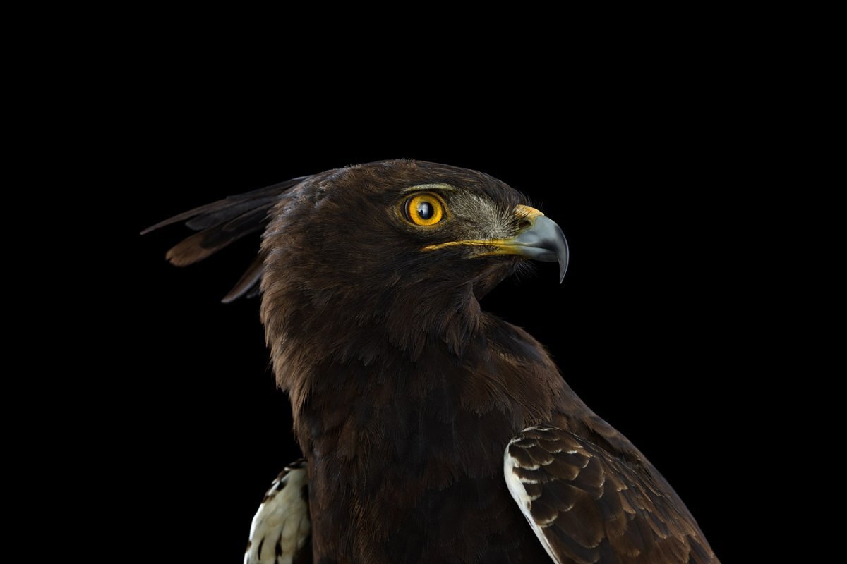 Чёрный ястреб птица чёрный ястреб птица