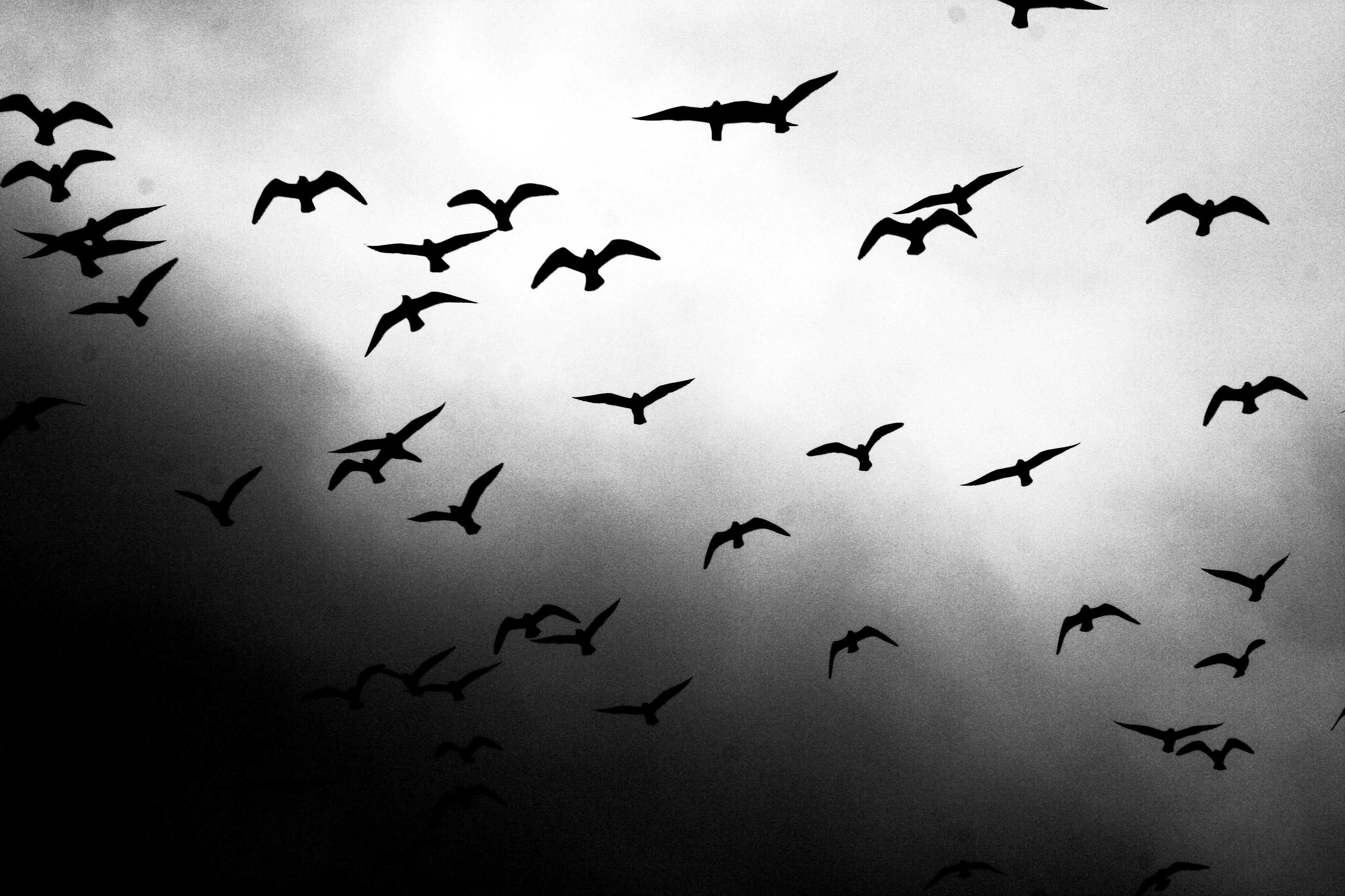 Птица восприятия. Стая птиц. Птицы летают. Стая птиц в небе. Стая ворон.