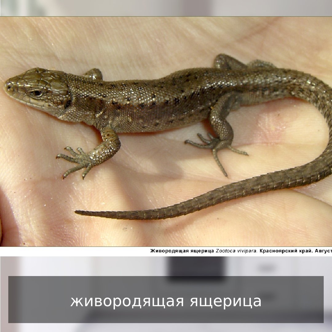Маленькая живородящая ящерица