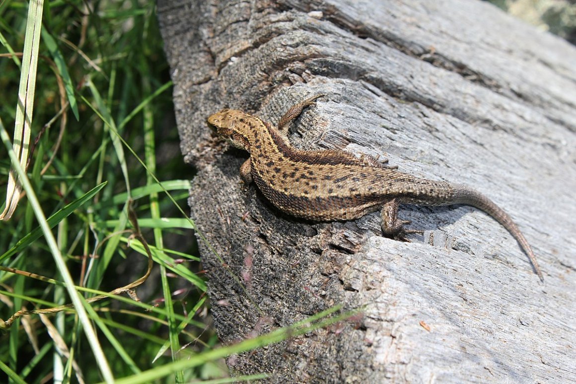 Живородящая ящерица (Zootoca vivipara)