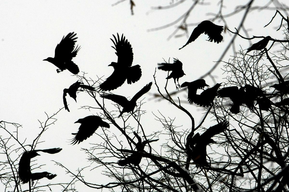 Стая Воронов