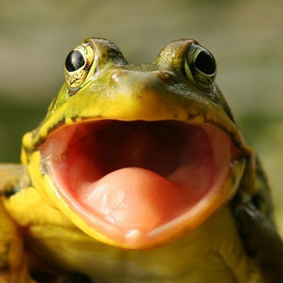 Лягушка открыла рот