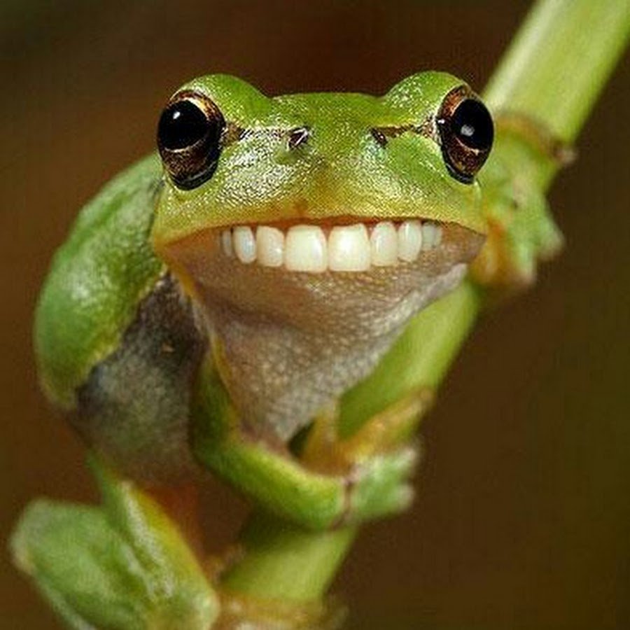 Лягушка с открытым ртом