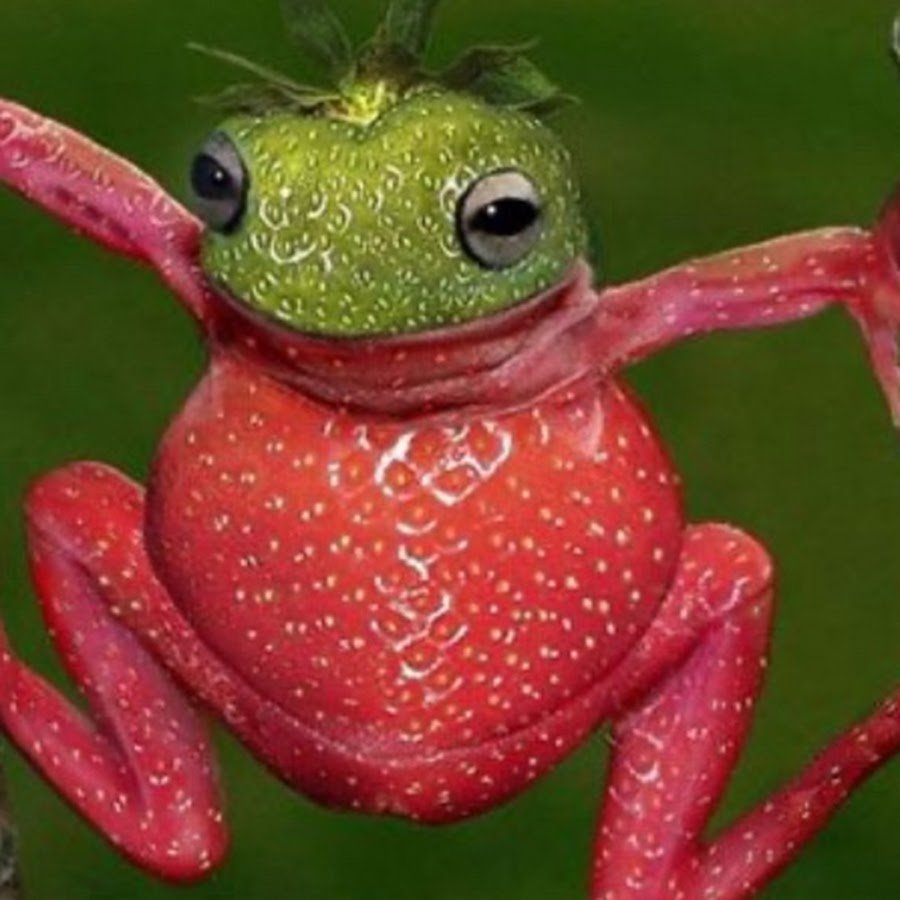 Малиновая лягушка