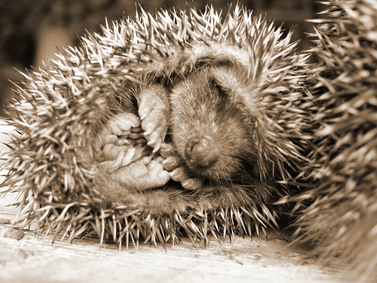 Ежик спит зимой