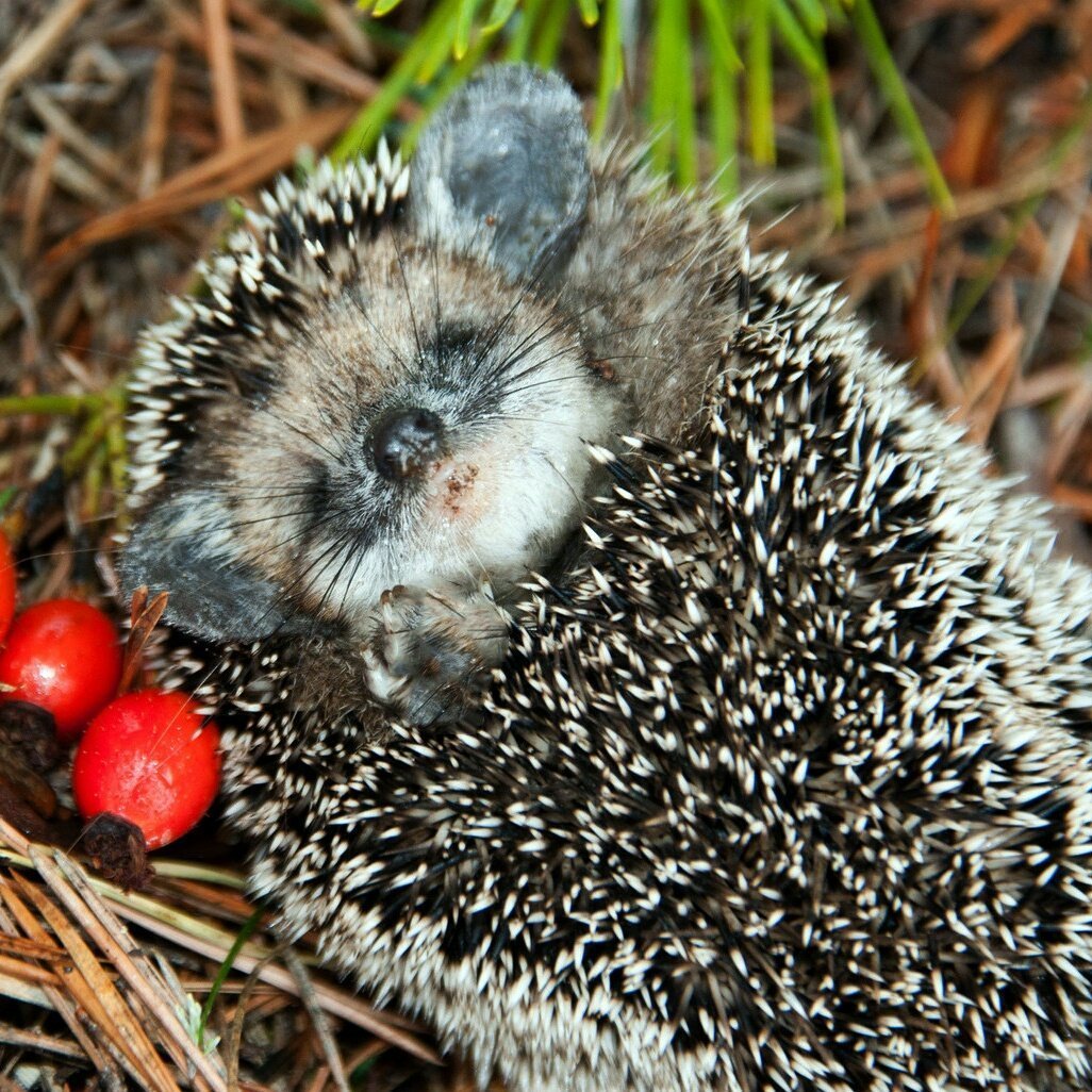 Ушастый еж в спячке
