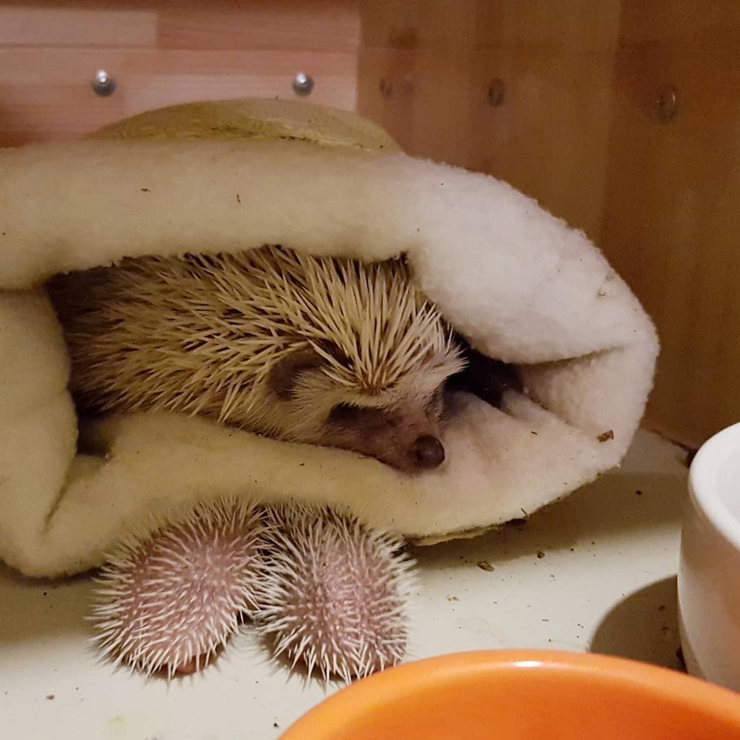 Елена Еремина Ёжики спать