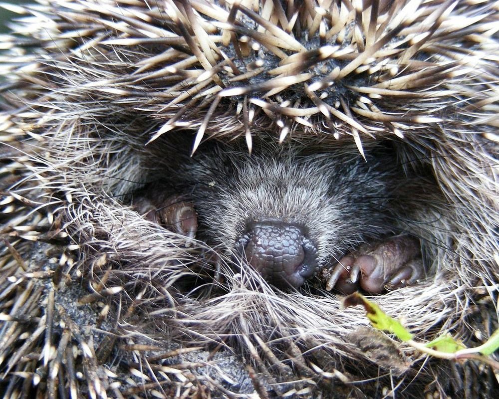 Еж в норе