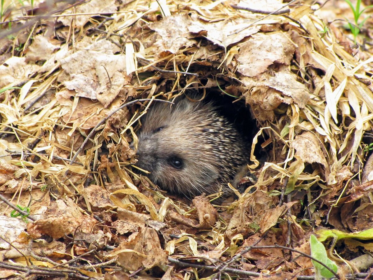 Жилище Нора ежа