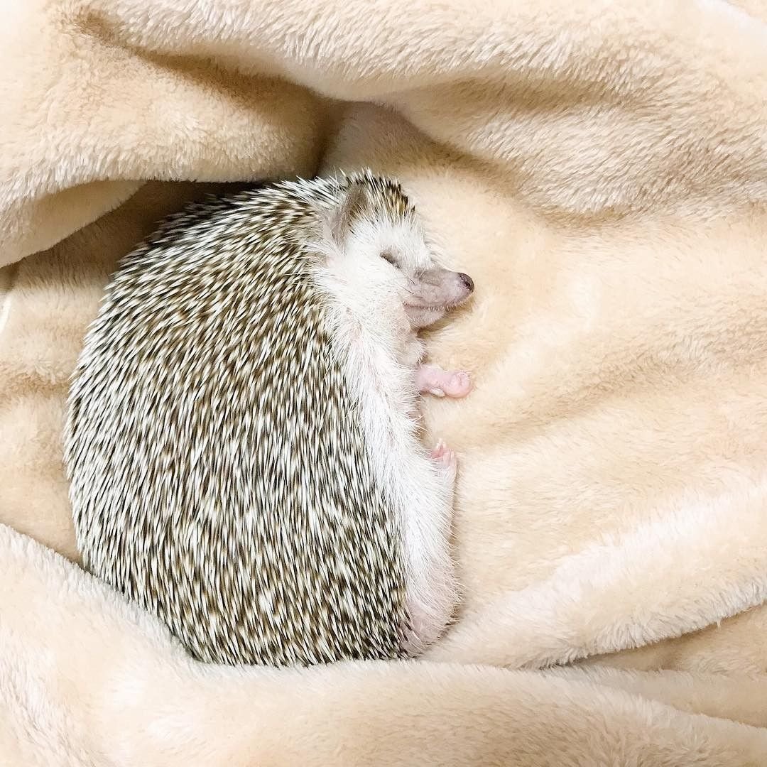 Еж обыкновенный спячка