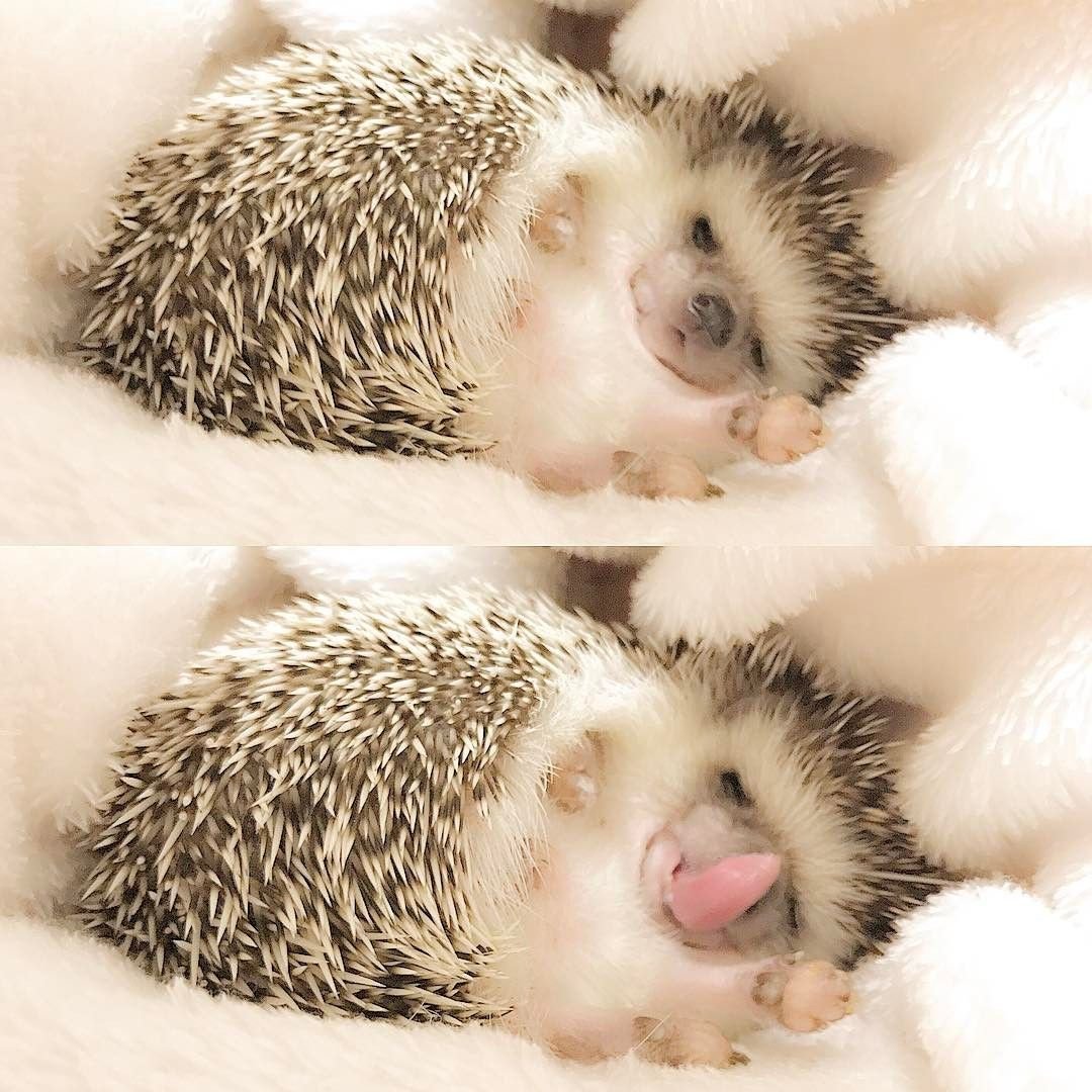 Спящие ежики