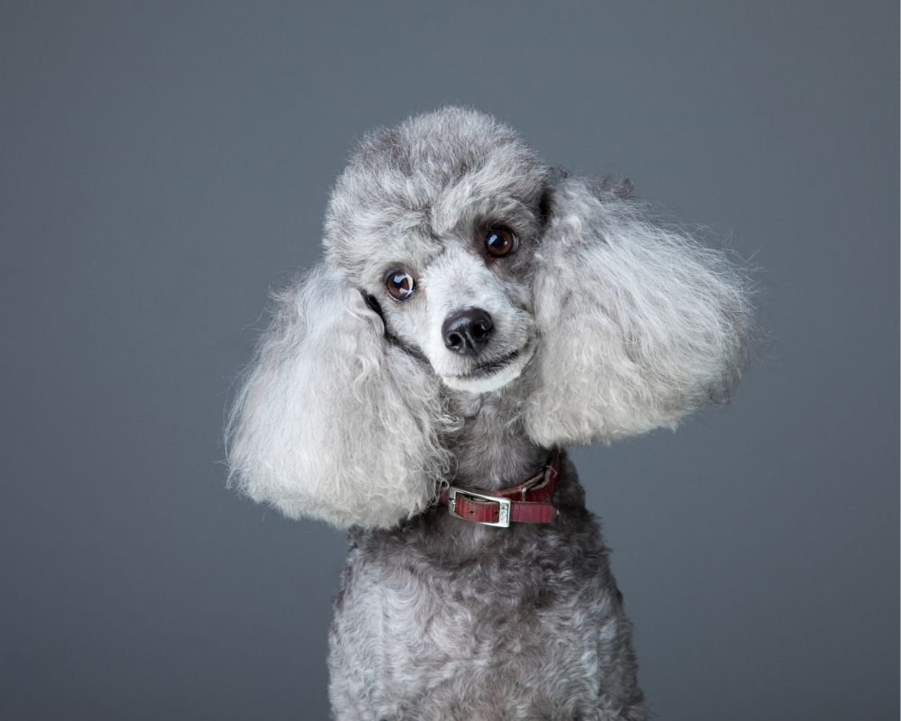 Пудель порода собак