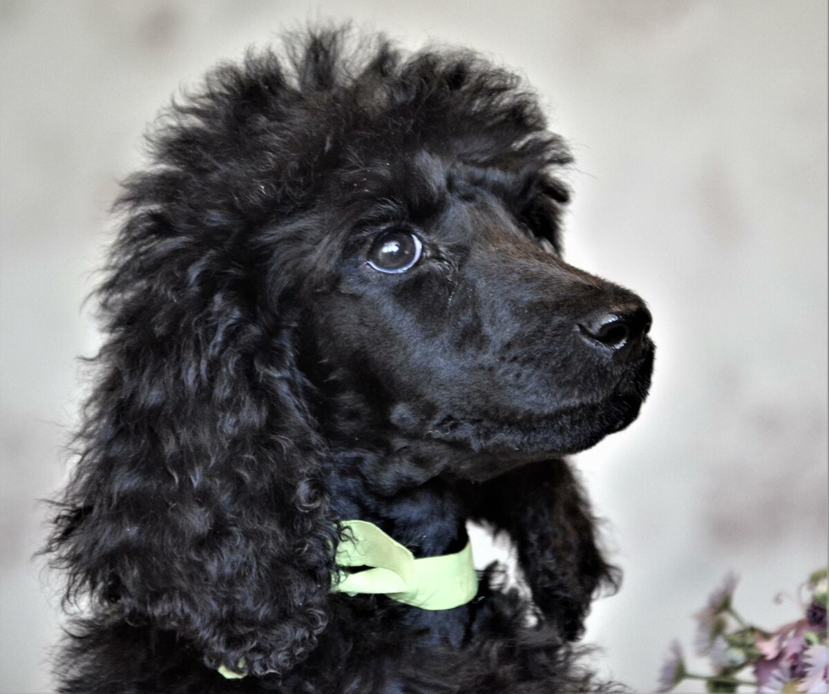 Карликовый пудель черный