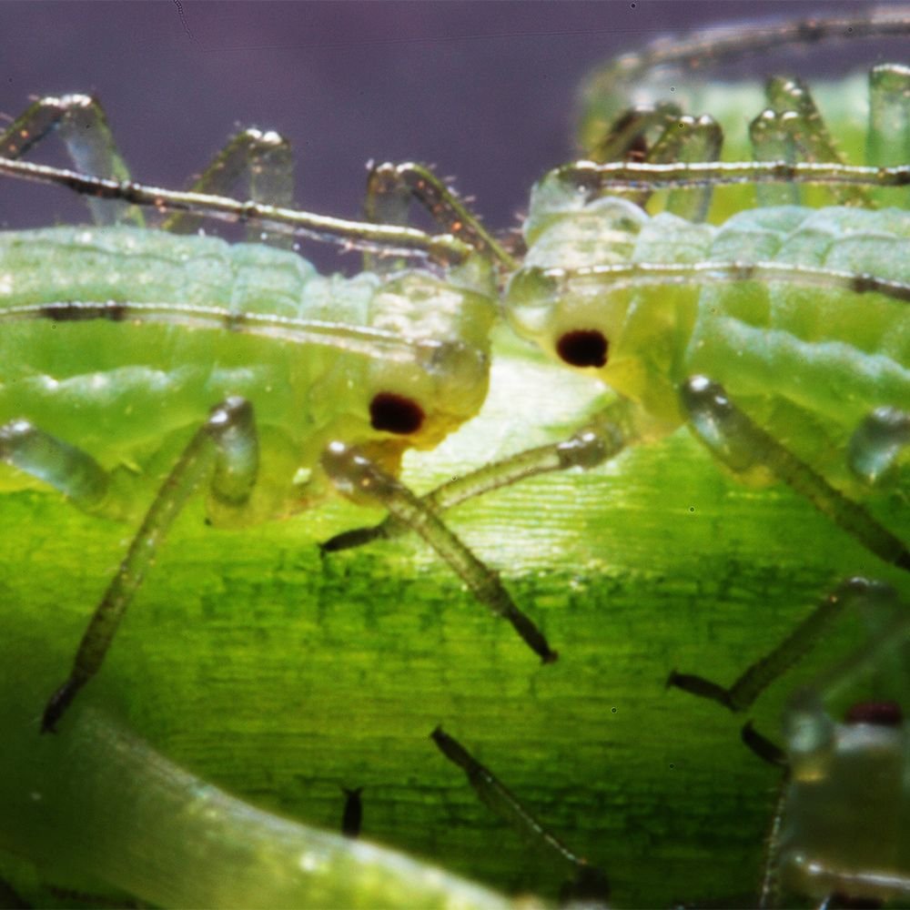 Самые опасные вредители растений