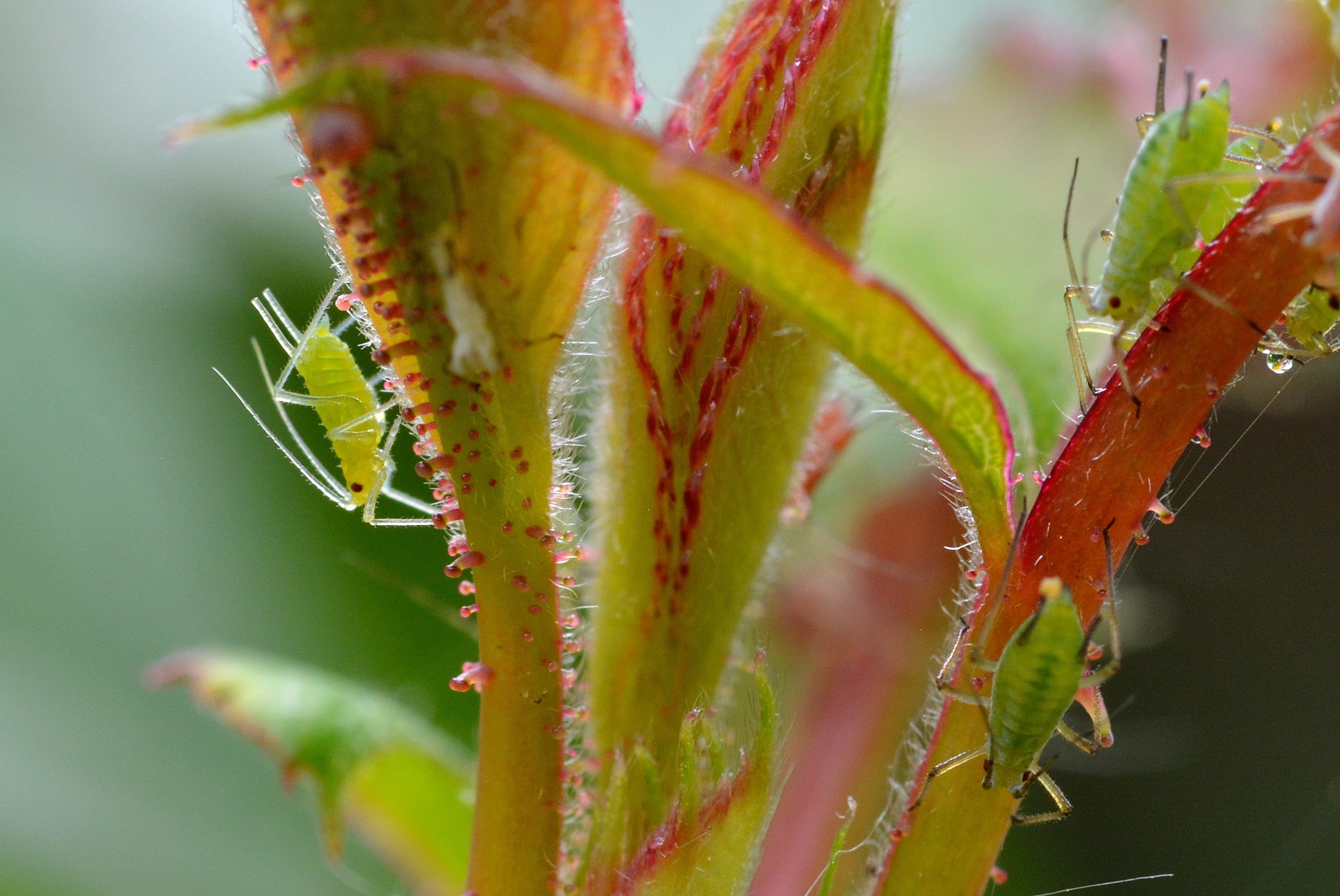 Сорняки насекомое. Macrosiphum Rosae. Тля, белокрылка,трипс.. Тля Plant-louse. Вредители цветочных растений тля.