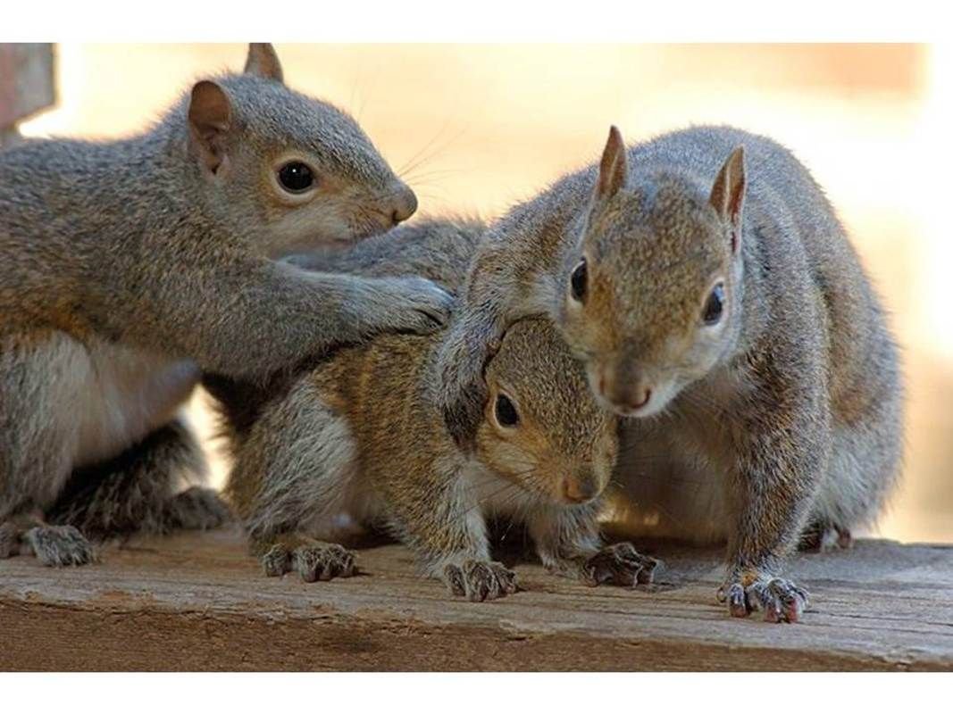 Беличье гнездо Гайно