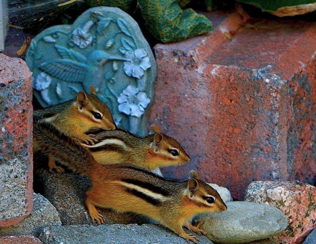 Детеныш бурундука