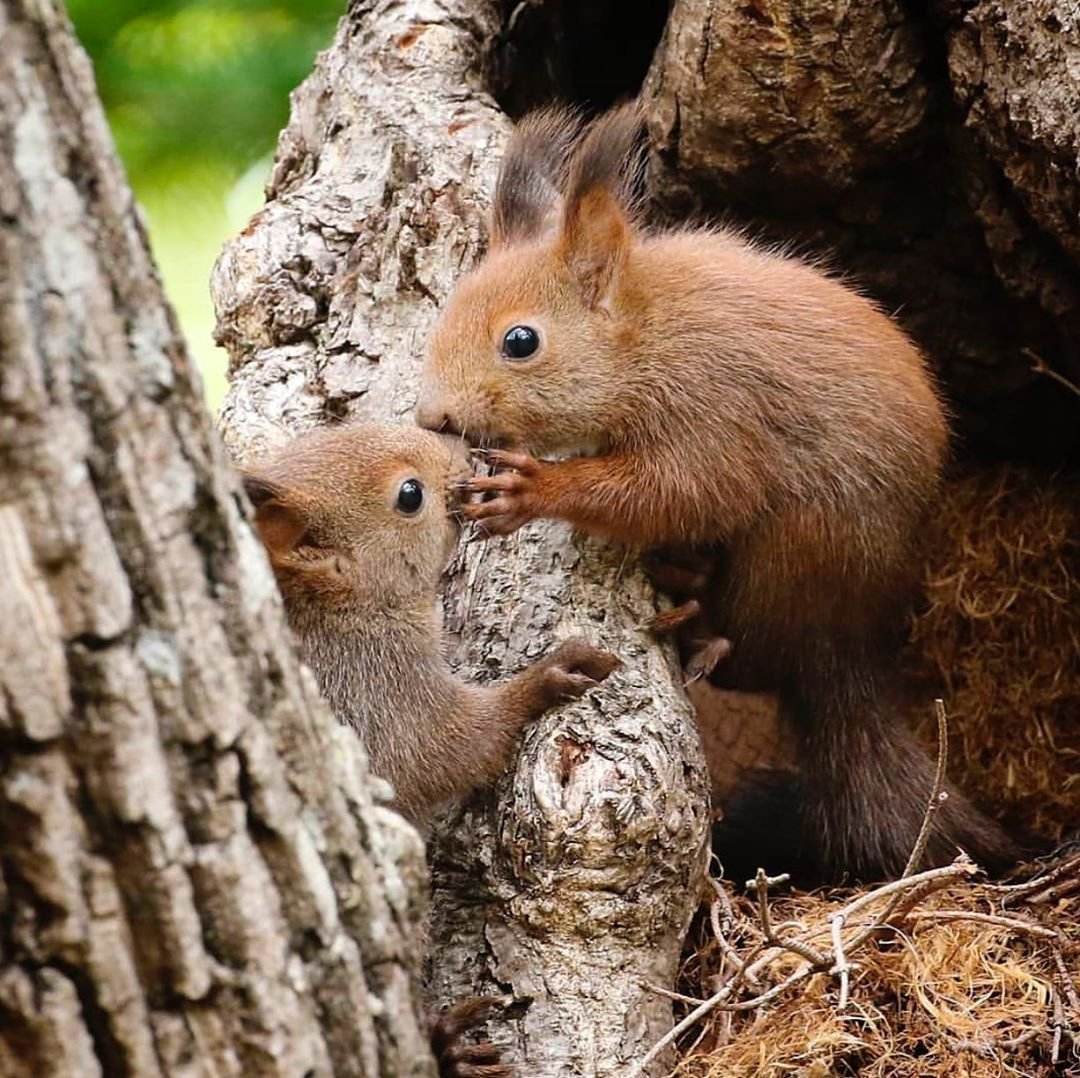 Маленькая белка