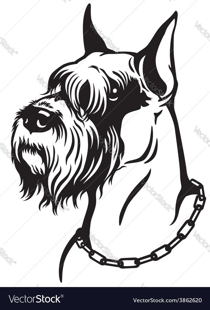 Цвергшнауцер вектор