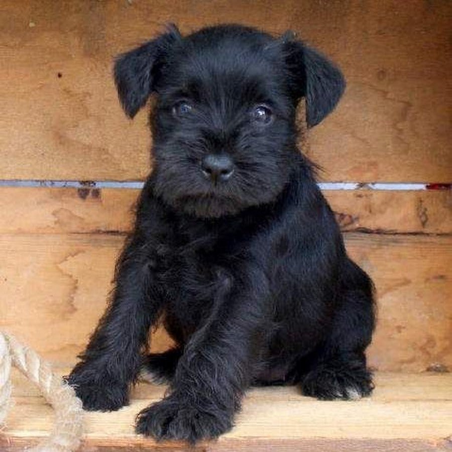 Шнауцер терьер черный мини