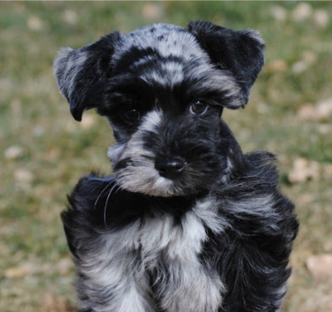 Цвергшнауцер черный щенок