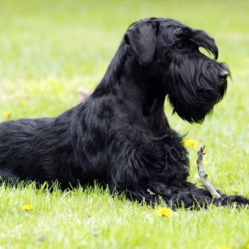 Цвергшнауцер черный кудрявый