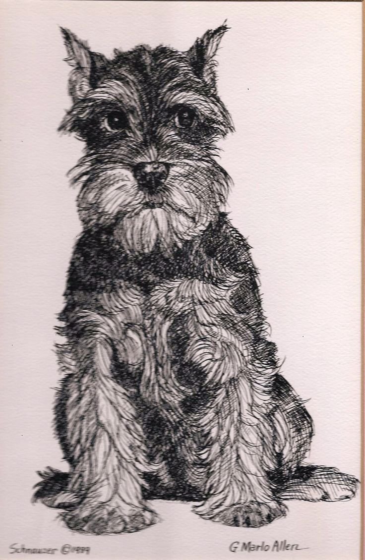 Панна Цвергшнауцер