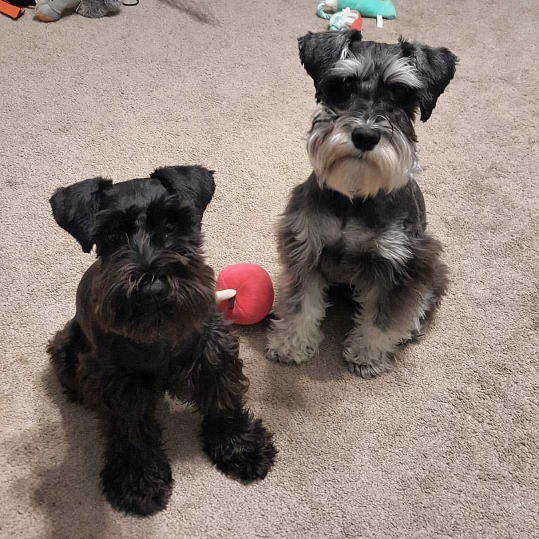 Цвергшнауцер черный нестриженный