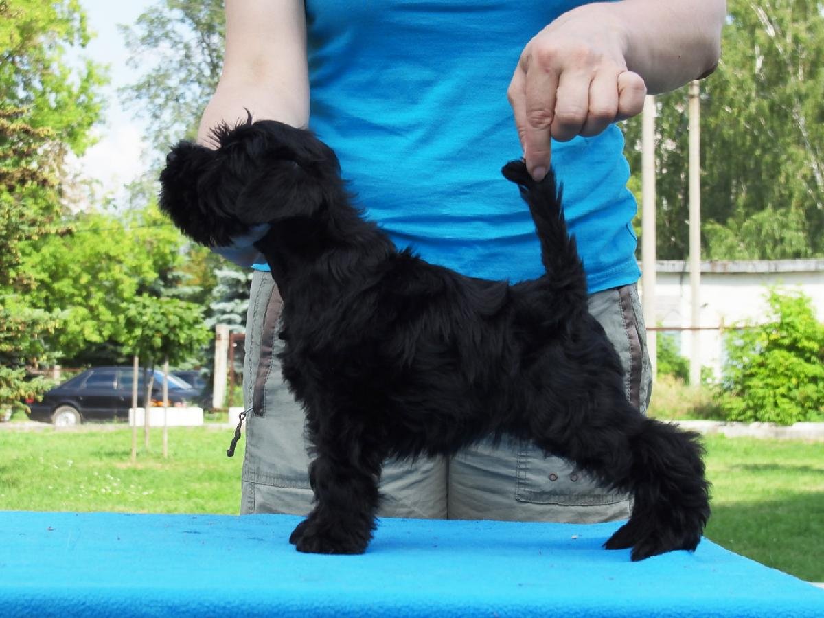 Щенки цвергшнауцера черные